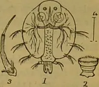 An illustration from A natural history of the animal kingdom : being a systematic and popular description of the habits, structure, and classification of animals, from the lowest to the highest forms. Arranged according to their organisation / by W. S. Dallas. (1860)