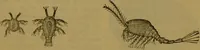 An illustration from A natural history of the animal kingdom : being a systematic and popular description of the habits, structure, and classification of animals, from the lowest to the highest forms. Arranged according to their organisation / by W. S. Dallas. (1860)