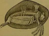 An illustration from A natural history of the animal kingdom : being a systematic and popular description of the habits, structure, and classification of animals, from the lowest to the highest forms. Arranged according to their organisation / by W. S. Dallas. (1860)