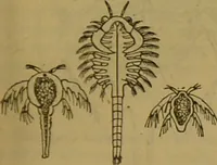 An illustration from A natural history of the animal kingdom : being a systematic and popular description of the habits, structure, and classification of animals, from the lowest to the highest forms. Arranged according to their organisation / by W. S. Dallas. (1860)