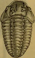 An illustration from A natural history of the animal kingdom : being a systematic and popular description of the habits, structure, and classification of animals, from the lowest to the highest forms. Arranged according to their organisation / by W. S. Dallas. (1860)