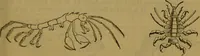 An illustration from A natural history of the animal kingdom : being a systematic and popular description of the habits, structure, and classification of animals, from the lowest to the highest forms. Arranged according to their organisation / by W. S. Dallas. (1860)