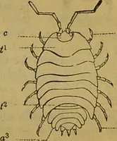 An illustration from A natural history of the animal kingdom : being a systematic and popular description of the habits, structure, and classification of animals, from the lowest to the highest forms. Arranged according to their organisation / by W. S. Dallas. (1860)