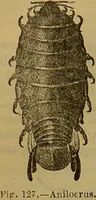 An illustration from A natural history of the animal kingdom : being a systematic and popular description of the habits, structure, and classification of animals, from the lowest to the highest forms. Arranged according to their organisation / by W. S. Dallas. (1860)