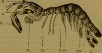 An illustration from A natural history of the animal kingdom : being a systematic and popular description of the habits, structure, and classification of animals, from the lowest to the highest forms. Arranged according to their organisation / by W. S. Dallas. (1860)