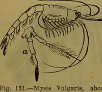 An illustration from A natural history of the animal kingdom : being a systematic and popular description of the habits, structure, and classification of animals, from the lowest to the highest forms. Arranged according to their organisation / by W. S. Dallas. (1860)
