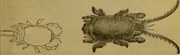 An illustration from A natural history of the animal kingdom : being a systematic and popular description of the habits, structure, and classification of animals, from the lowest to the highest forms. Arranged according to their organisation / by W. S. Dallas. (1860)