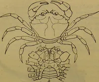 An illustration from A natural history of the animal kingdom : being a systematic and popular description of the habits, structure, and classification of animals, from the lowest to the highest forms. Arranged according to their organisation / by W. S. Dallas. (1860)