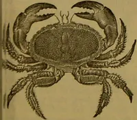 An illustration from A natural history of the animal kingdom : being a systematic and popular description of the habits, structure, and classification of animals, from the lowest to the highest forms. Arranged according to their organisation / by W. S. Dallas. (1860)