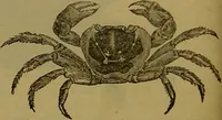 An illustration from A natural history of the animal kingdom : being a systematic and popular description of the habits, structure, and classification of animals, from the lowest to the highest forms. Arranged according to their organisation / by W. S. Dallas. (1860)