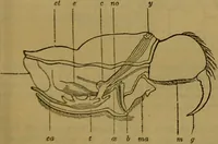 An illustration from A natural history of the animal kingdom : being a systematic and popular description of the habits, structure, and classification of animals, from the lowest to the highest forms. Arranged according to their organisation / by W. S. Dallas. (1860)