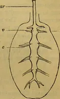 An illustration from A natural history of the animal kingdom : being a systematic and popular description of the habits, structure, and classification of animals, from the lowest to the highest forms. Arranged according to their organisation / by W. S. Dallas. (1860)