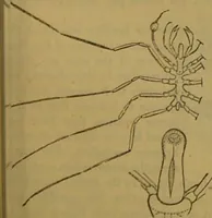 An illustration from A natural history of the animal kingdom : being a systematic and popular description of the habits, structure, and classification of animals, from the lowest to the highest forms. Arranged according to their organisation / by W. S. Dallas. (1860)