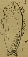 An illustration from A natural history of the animal kingdom : being a systematic and popular description of the habits, structure, and classification of animals, from the lowest to the highest forms. Arranged according to their organisation / by W. S. Dallas. (1860)