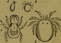 An illustration from A natural history of the animal kingdom : being a systematic and popular description of the habits, structure, and classification of animals, from the lowest to the highest forms. Arranged according to their organisation / by W. S. Dallas. (1860)