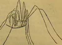 An illustration from A natural history of the animal kingdom : being a systematic and popular description of the habits, structure, and classification of animals, from the lowest to the highest forms. Arranged according to their organisation / by W. S. Dallas. (1860)