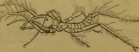 An illustration from A natural history of the animal kingdom : being a systematic and popular description of the habits, structure, and classification of animals, from the lowest to the highest forms. Arranged according to their organisation / by W. S. Dallas. (1860)