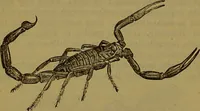 An illustration from A natural history of the animal kingdom : being a systematic and popular description of the habits, structure, and classification of animals, from the lowest to the highest forms. Arranged according to their organisation / by W. S. Dallas. (1860)