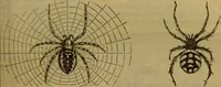 An illustration from A natural history of the animal kingdom : being a systematic and popular description of the habits, structure, and classification of animals, from the lowest to the highest forms. Arranged according to their organisation / by W. S. Dallas. (1860)