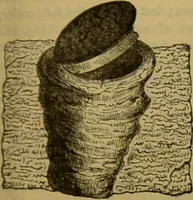 An illustration from A natural history of the animal kingdom : being a systematic and popular description of the habits, structure, and classification of animals, from the lowest to the highest forms. Arranged according to their organisation / by W. S. Dallas. (1860)