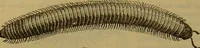 An illustration from A natural history of the animal kingdom : being a systematic and popular description of the habits, structure, and classification of animals, from the lowest to the highest forms. Arranged according to their organisation / by W. S. Dallas. (1860)