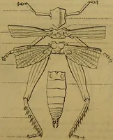 An illustration from A natural history of the animal kingdom : being a systematic and popular description of the habits, structure, and classification of animals, from the lowest to the highest forms. Arranged according to their organisation / by W. S. Dallas. (1860)