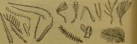 An illustration from A natural history of the animal kingdom : being a systematic and popular description of the habits, structure, and classification of animals, from the lowest to the highest forms. Arranged according to their organisation / by W. S. Dallas. (1860)