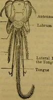 An illustration from A natural history of the animal kingdom : being a systematic and popular description of the habits, structure, and classification of animals, from the lowest to the highest forms. Arranged according to their organisation / by W. S. Dallas. (1860)