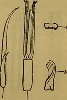 An illustration from A natural history of the animal kingdom : being a systematic and popular description of the habits, structure, and classification of animals, from the lowest to the highest forms. Arranged according to their organisation / by W. S. Dallas. (1860)
