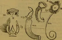 An illustration from A natural history of the animal kingdom : being a systematic and popular description of the habits, structure, and classification of animals, from the lowest to the highest forms. Arranged according to their organisation / by W. S. Dallas. (1860)
