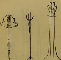 An illustration from A natural history of the animal kingdom : being a systematic and popular description of the habits, structure, and classification of animals, from the lowest to the highest forms. Arranged according to their organisation / by W. S. Dallas. (1860)