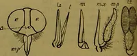 An illustration from A natural history of the animal kingdom : being a systematic and popular description of the habits, structure, and classification of animals, from the lowest to the highest forms. Arranged according to their organisation / by W. S. Dallas. (1860)
