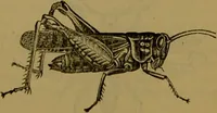 An illustration from A natural history of the animal kingdom : being a systematic and popular description of the habits, structure, and classification of animals, from the lowest to the highest forms. Arranged according to their organisation / by W. S. Dallas. (1860)