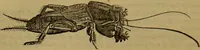 An illustration from A natural history of the animal kingdom : being a systematic and popular description of the habits, structure, and classification of animals, from the lowest to the highest forms. Arranged according to their organisation / by W. S. Dallas. (1860)