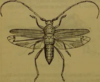 An illustration from A natural history of the animal kingdom : being a systematic and popular description of the habits, structure, and classification of animals, from the lowest to the highest forms. Arranged according to their organisation / by W. S. Dallas. (1860)