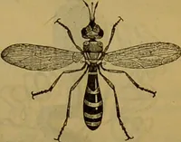 An illustration from A natural history of the animal kingdom : being a systematic and popular description of the habits, structure, and classification of animals, from the lowest to the highest forms. Arranged according to their organisation / by W. S. Dallas. (1860)