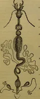 An illustration from A natural history of the animal kingdom : being a systematic and popular description of the habits, structure, and classification of animals, from the lowest to the highest forms. Arranged according to their organisation / by W. S. Dallas. (1860)