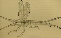 An illustration from A natural history of the animal kingdom : being a systematic and popular description of the habits, structure, and classification of animals, from the lowest to the highest forms. Arranged according to their organisation / by W. S. Dallas. (1860)