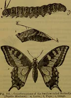 An illustration from A natural history of the animal kingdom : being a systematic and popular description of the habits, structure, and classification of animals, from the lowest to the highest forms. Arranged according to their organisation / by W. S. Dallas. (1860)
