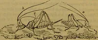An illustration from A natural history of the animal kingdom : being a systematic and popular description of the habits, structure, and classification of animals, from the lowest to the highest forms. Arranged according to their organisation / by W. S. Dallas. (1860)