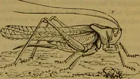 An illustration from A natural history of the animal kingdom : being a systematic and popular description of the habits, structure, and classification of animals, from the lowest to the highest forms. Arranged according to their organisation / by W. S. Dallas. (1860)