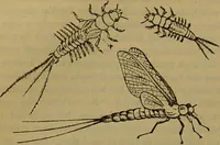 An illustration from A natural history of the animal kingdom : being a systematic and popular description of the habits, structure, and classification of animals, from the lowest to the highest forms. Arranged according to their organisation / by W. S. Dallas. (1860)