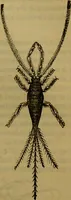 An illustration from A natural history of the animal kingdom : being a systematic and popular description of the habits, structure, and classification of animals, from the lowest to the highest forms. Arranged according to their organisation / by W. S. Dallas. (1860)