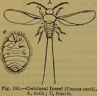 An illustration from A natural history of the animal kingdom : being a systematic and popular description of the habits, structure, and classification of animals, from the lowest to the highest forms. Arranged according to their organisation / by W. S. Dallas. (1860)