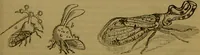 An illustration from A natural history of the animal kingdom : being a systematic and popular description of the habits, structure, and classification of animals, from the lowest to the highest forms. Arranged according to their organisation / by W. S. Dallas. (1860)