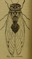 An illustration from A natural history of the animal kingdom : being a systematic and popular description of the habits, structure, and classification of animals, from the lowest to the highest forms. Arranged according to their organisation / by W. S. Dallas. (1860)