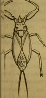 An illustration from A natural history of the animal kingdom : being a systematic and popular description of the habits, structure, and classification of animals, from the lowest to the highest forms. Arranged according to their organisation / by W. S. Dallas. (1860)