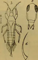 An illustration from A natural history of the animal kingdom : being a systematic and popular description of the habits, structure, and classification of animals, from the lowest to the highest forms. Arranged according to their organisation / by W. S. Dallas. (1860)