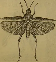 An illustration from A natural history of the animal kingdom : being a systematic and popular description of the habits, structure, and classification of animals, from the lowest to the highest forms. Arranged according to their organisation / by W. S. Dallas. (1860)
