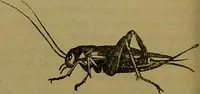An illustration from A natural history of the animal kingdom : being a systematic and popular description of the habits, structure, and classification of animals, from the lowest to the highest forms. Arranged according to their organisation / by W. S. Dallas. (1860)